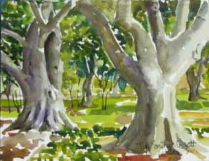 Austrailian Trees edited-1