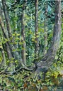 Cedars