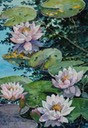 Waterlilies