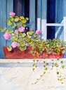 Geranium