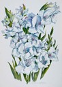 White Gladiola