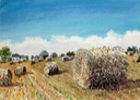 Hay Bales
