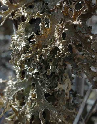 lichenem_edited-1