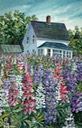 Lupins