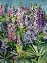 Lupines
