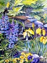 Lupins & Iris