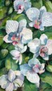 Orchids Three