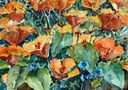 Poppies Atalcoiris