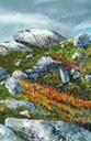 Rock and Ferns