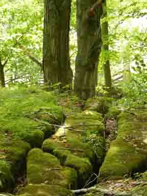 rocks&treesem