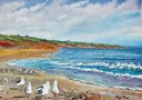 Seagulls