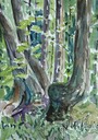 Cedars - Sketch