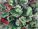 Plants - Sketch
