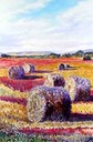 Strawbales in Blueberry Fields