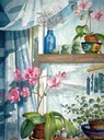 Orchids