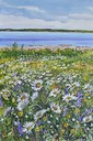 web16daisies edited-1