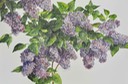 web16lilacs edited-3