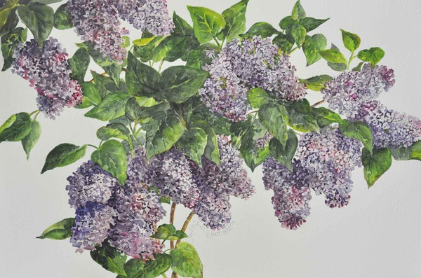 web16lilacs edited-3