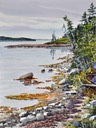 web16rjyellowrockweed edited-2