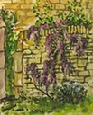 web2015englandsketchwisteria