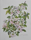 web20apple3blossoms