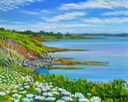 webptg16queenanneslaceatcapejohnoil