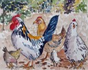 websketch16chickensinAbetinem