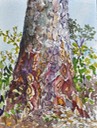 websketch16closeupofmahonganytree