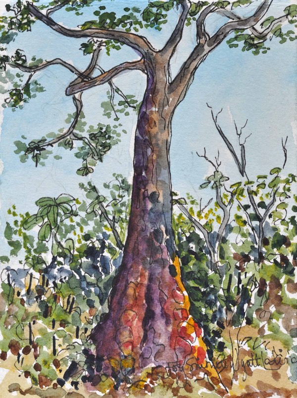 websketch16mahonganytreeboabeng-fiema