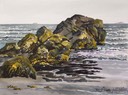 Yellow Rockweed on Rocks at Clam Harbour